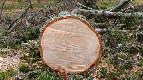 Close-up of tree stump