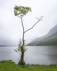 Lone tree in the rain at buttermere lake in the lake district uk