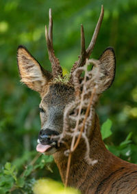 Close-up of deer on field