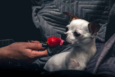 Midsection of man holding red at home
