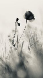 Digital composite image of flower on field