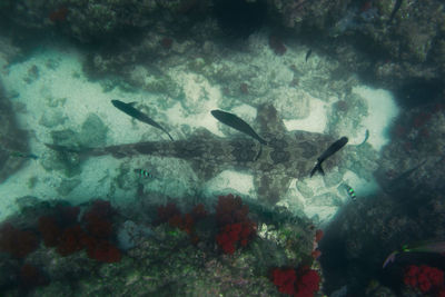 Fish swimming in sea