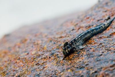 Close-up of insect on rock