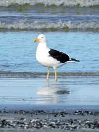 Bird perching on shore