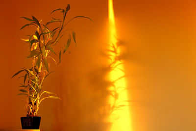 Close-up of plants against orange sunset sky