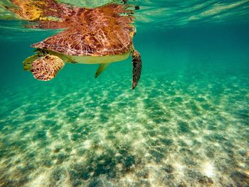 View of turtle swimming in sea