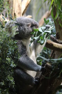 View of a koala on tree