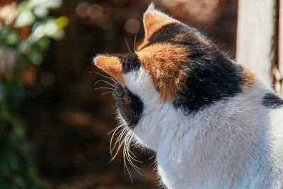 Close-up of cat