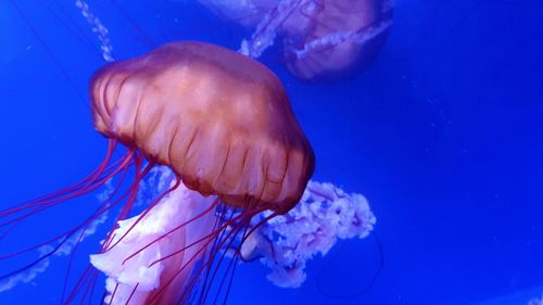 Jellyfish in polinesia