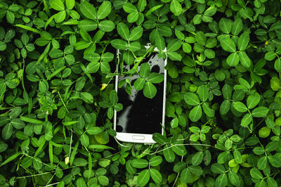 Close-up of ivy growing on plant