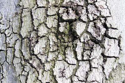 Full frame shot of tree trunk