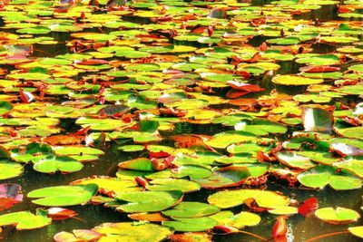 Autumn leaves floating on water