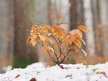 Close-up of snow during autumn