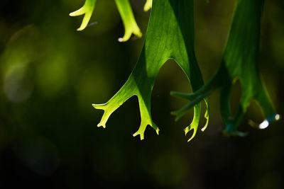 Close-up of green leaves