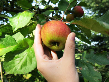 Close-up of fruit fruits on tree