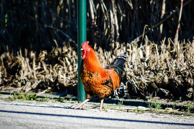 Close-up of rooster