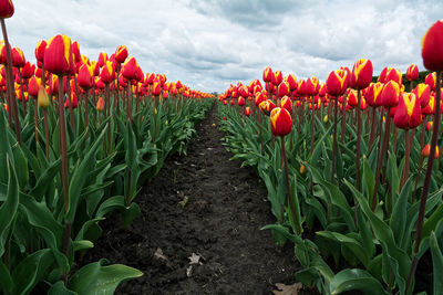 Plants growing on field against sky