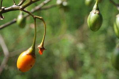 Close-up of orange fruits hanging on tree