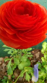 Close-up of red rose