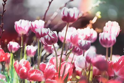 Close-up of pink flowers