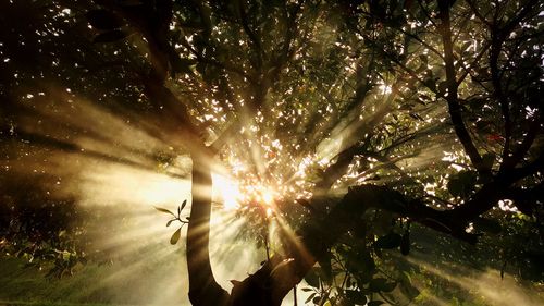 Low angle view of sunlight streaming through silhouette tree