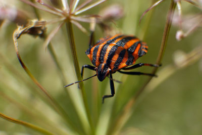 Close-up of insect on plant