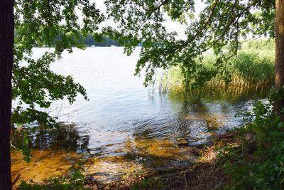 Scenic view of lake in forest against sky