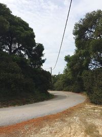 Road along trees