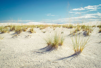 Plants growing on land against sky