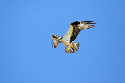 Low angle view of hawk flying against clear blue sky