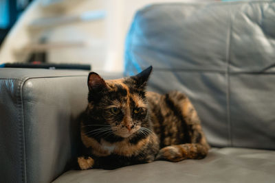 Cat resting on sofa at home