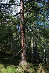 Pine trees in forest