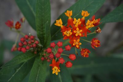 Close-up of red flowers