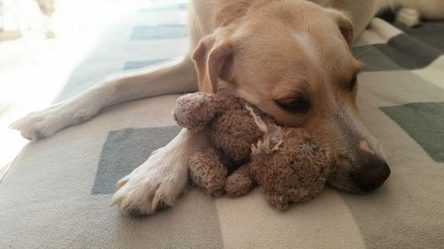 Close-up of puppy relaxing at home