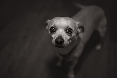 High angle view of portrait of dog