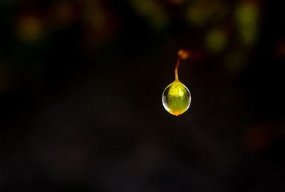 Close-up of green plant at night