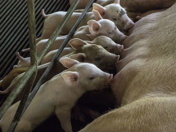 Piglets are suckling their mother