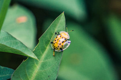 Butterfly on leaf
