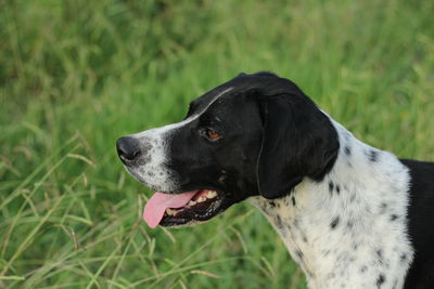 Close-up of dog looking away on field