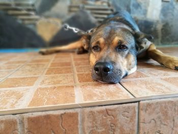 Portrait of dog relaxing outdoors