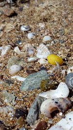 High angle view of shells on beach