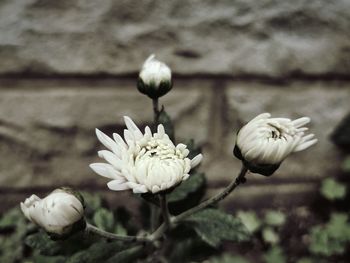 Close-up of white flowering plant