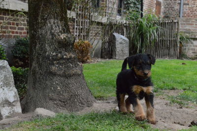 Dog relaxing on grassy field