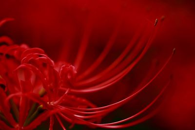 Close-up of red flower