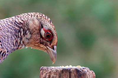 Close-up of a colourful bird eating seed