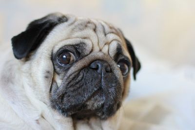 Close-up portrait of pug