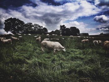 Sheep grazing on grassy field