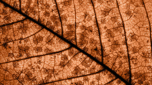 Full frame shot of tree