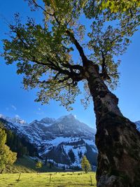 Low angle view of tree against sky during winter