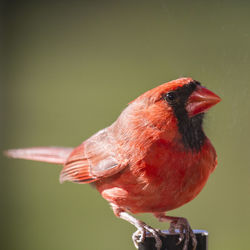 Close-up of bird perching on red leaf